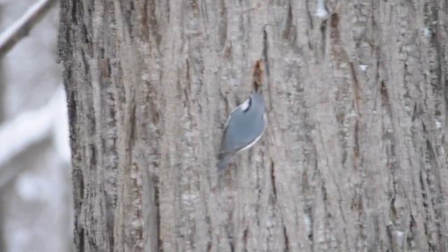 Зима, поползень, Пермь, птица смотреть онлайн