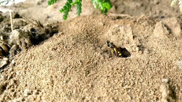 Mellinus arvensis (field digger wasp) смотреть онлайн