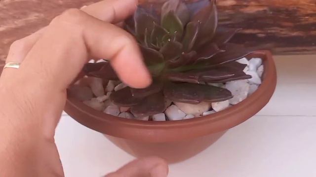 Echeveria Black Prince # Tenha Sucesso no Cultivo смотреть онлайн
