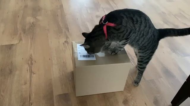 Кот 🐈 хочет открыть посылку, но не получается. смотреть онлайн