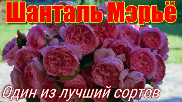 Незаменимая куставая роза!  Шанталь Мэрьё (Шраб) - Chantal Merieux (Massad Франция, 1999)