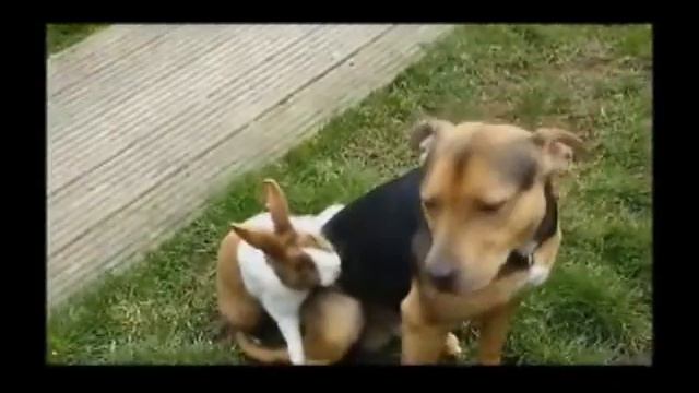 Животные жгут! Очень смешно!!! смотреть онлайн