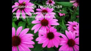 Многолетние садовые цветы, цветущие всё лето  Фото и название