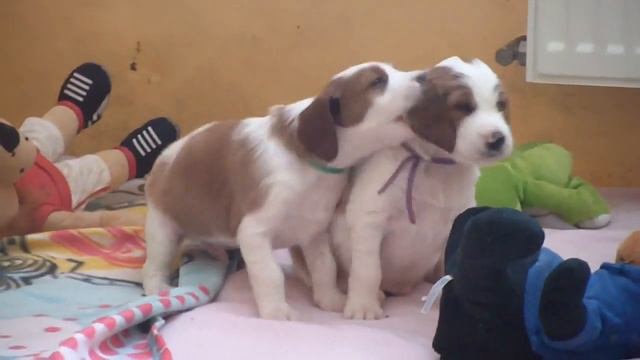 Irish Red and White Setter - 4th week of puppies смотреть онлайн