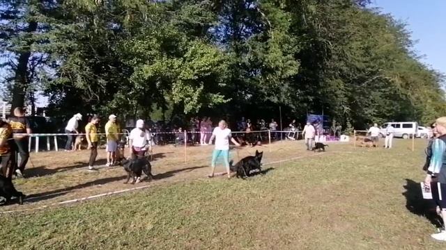 Лучшая черная овчарка  - моно Краснодар 2022