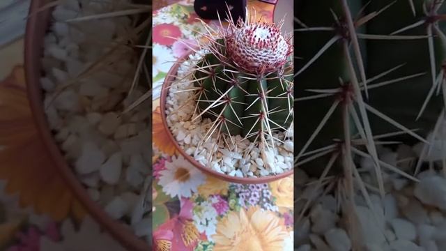 Мелокактус после полной смены грунта смотреть онлайн