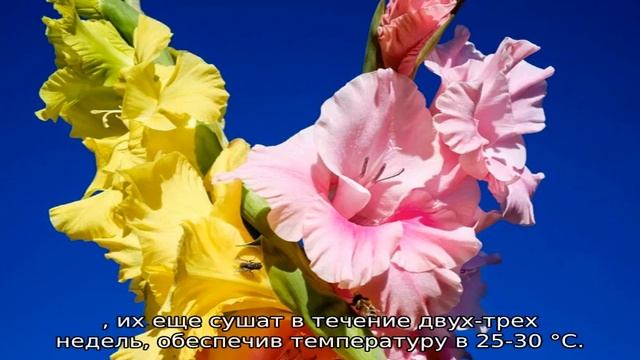 Как хранить гладиолусы зимой в домашних условиях смотреть онлайн