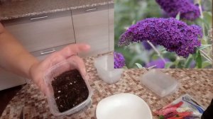 Замечательная будлея!!!Посев семян.
