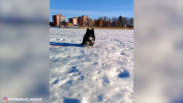 Finnish Lapphund - Top 10 Facts смотреть онлайн