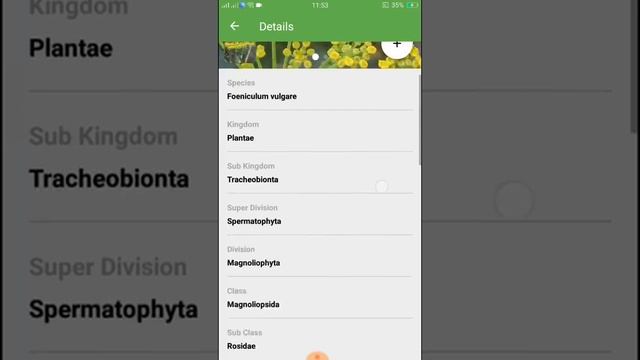 PlantSnap identifies a Sweet Fennel (Foeniculum vulgare) смотреть онлайн