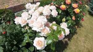 Розы без шипов (или почти). Продолжение