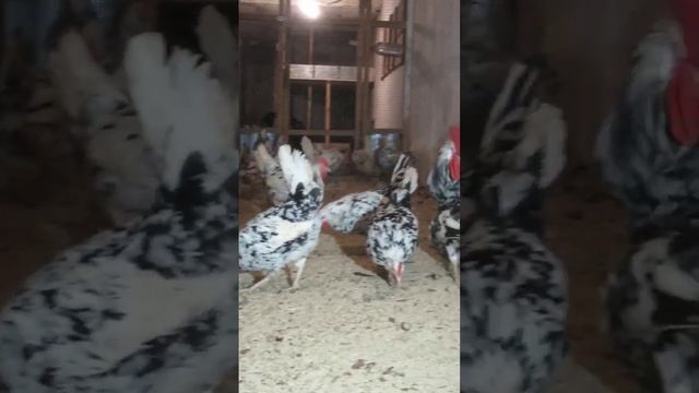 Леггорн Далматинец, яичная порода. Дарьин двор смотреть онлайн
