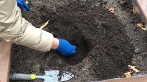 Сажаем Томаты Под Зиму.  Простой Способ Вырастить Помидоры Без Рассады