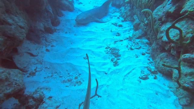 Scuba Diving Guanica Puerto Rico смотреть онлайн