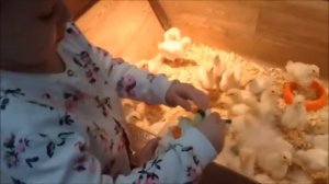 Usaq Mahnilari  Cip Cip Cucelerim