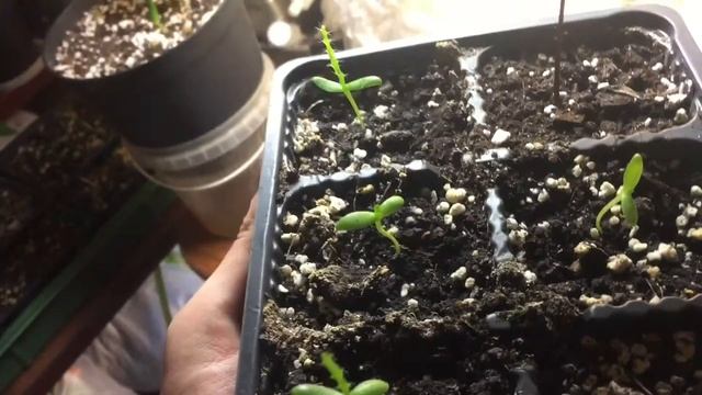 Как правильно выращивать ПИТАХАЙЮ (КРАСНУЮ) ДО БОЛИ ОБЫЧНЫЙ, НО ПРИЯТНЫЙ!!! смотреть онлайн