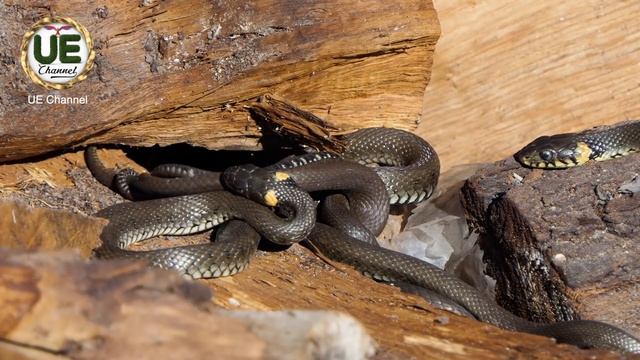 Snake Eat The Rat - Animal Wild, The Life of Snake, Snake Wildlife смотреть онлайн