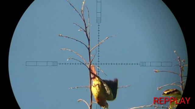 Panen PUNAI Di Buah LEM Yang Mempesona | Dobel Hit #1