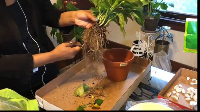 Monstera & Dieffenbachia Plant смотреть онлайн
