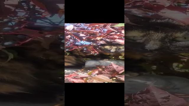 НАЙДИ КОТА смотреть онлайн