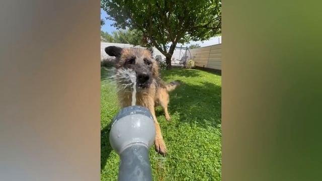 Funny & Hilarious People's Life ? #4 смотреть онлайн