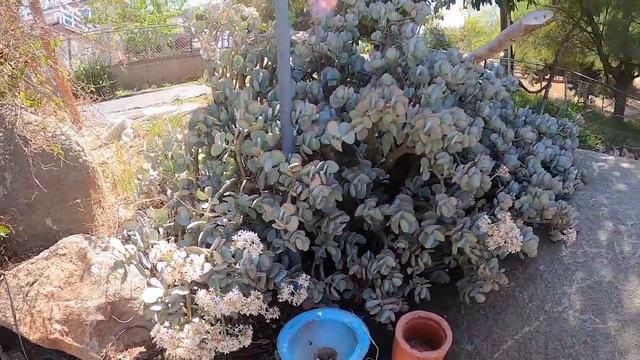 Succulent Garden Tour - Detailed - Zone 10a смотреть онлайн