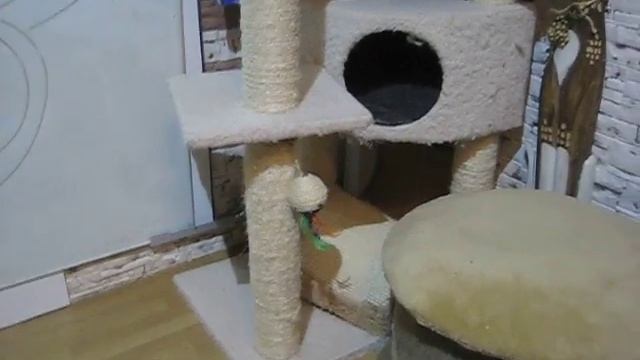 длинношерстные котята смотреть онлайн