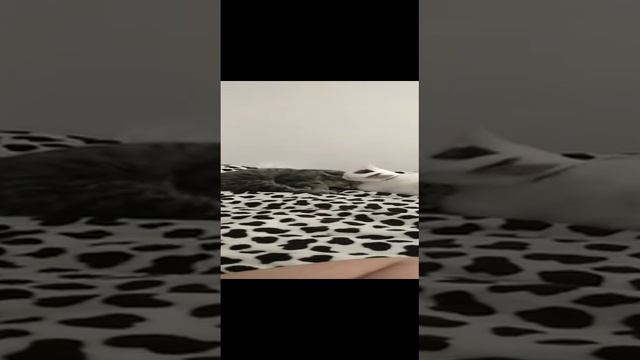 КОШАЧЬЯ ДРУЖБА