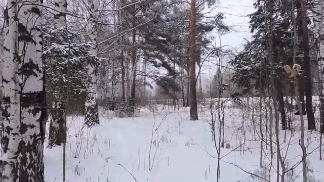 Клён ты мой опавший. Песня на стихи Сергея Есенина