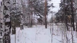 Клён ты мой опавший. Песня на стихи Сергея Есенина