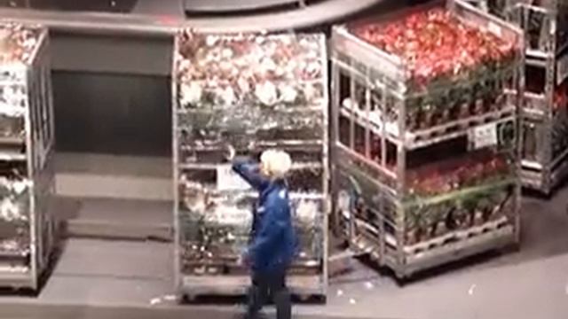 Цветочный аукцион в Голландии. Как это происходит. смотреть онлайн