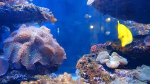 УДИВИТЕЛЬНЫЕ ЗВУКИ РЫБ под ВОДОЙ!... ЭТО БЫЛИ!...