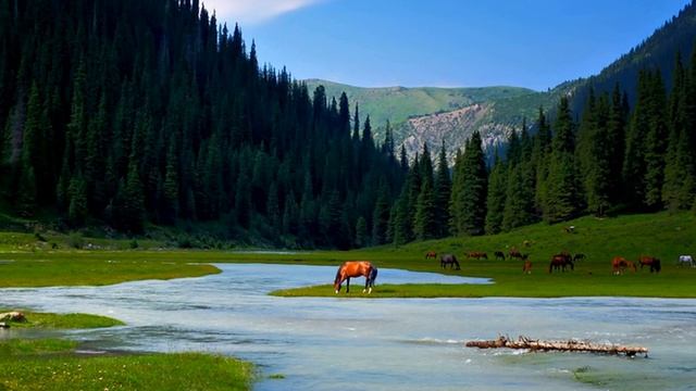Горные цветы Кыргызстана. (Mountain flowers of Kyrgyzstan) смотреть онлайн