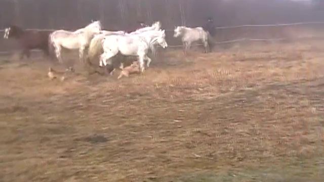 CA (Cerebellar Abiotrophy) affected mare - 20 years old смотреть онлайн