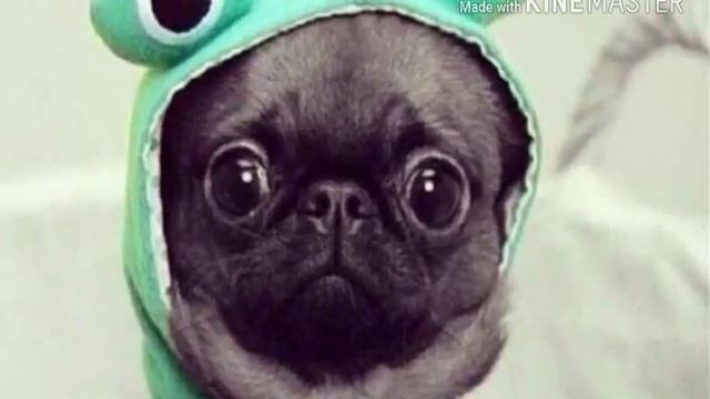 ТОП 6 САМЫХ СМЕШНЫХ И МИЛЫХ ЖИВОТНЫХ смотреть онлайн