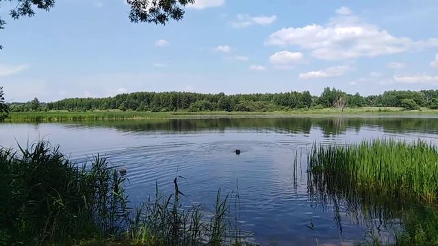 Помыли Лока - полоскаем в речке ☺☺ смотреть онлайн