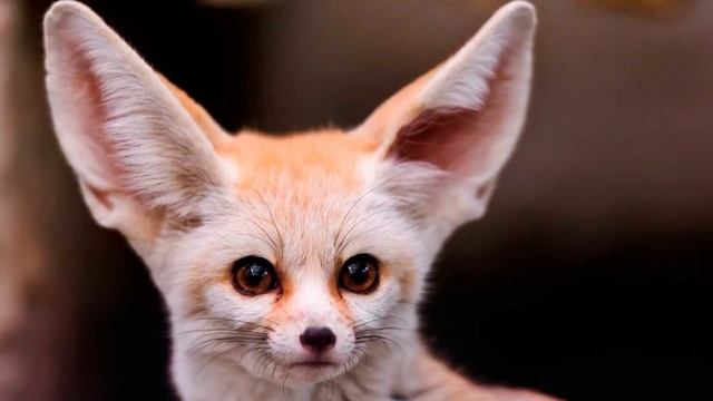 САМЫЕ МИЛЫЕ ЛИСИЧКИ! БОЛЬШИЕ УШКИ - лиса фенек смотреть онлайн