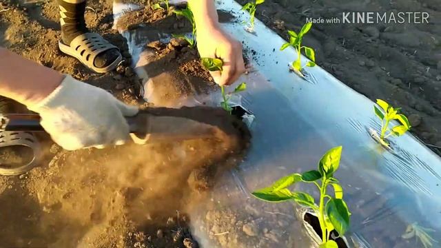 Посадка перца с помощью пистолетов 04.05.2020 смотреть онлайн