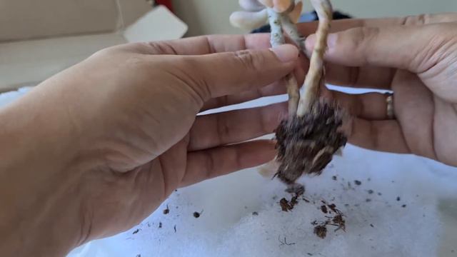 Unboxing Succulents From Lazada - Greenovia Aurea El Hierro 