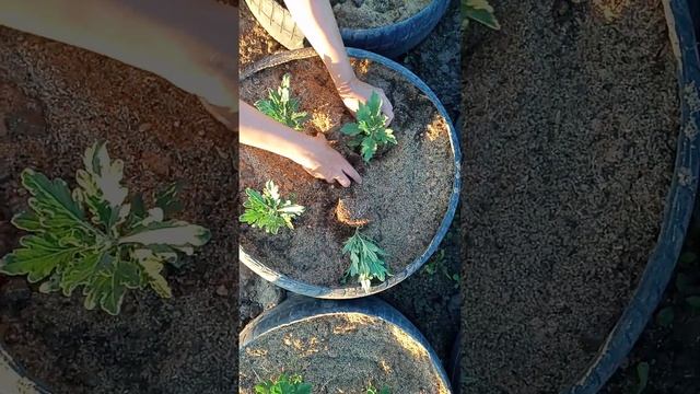 Посадка горшечной хризантемы в коллёса. смотреть онлайн