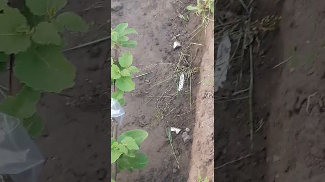 Мой инжир высажен!!! смотреть онлайн