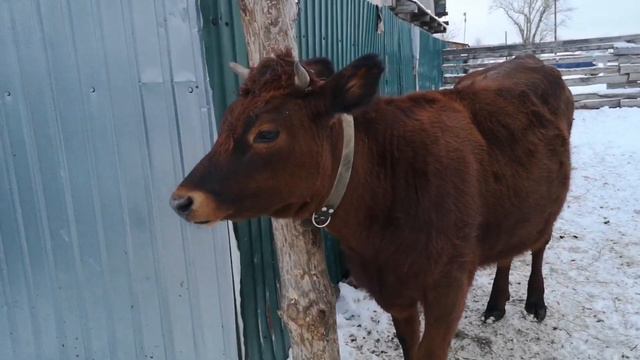 Коровы Красногорбатовской породы. Молочность, стандарты породы. Где купить. Всё, что я о них знаю. смотреть онлайн