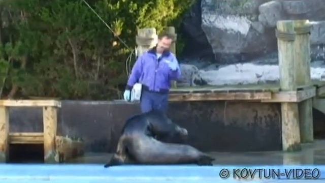 © Красочное выступление морского котика в Нью-Йоркском океанариуме смотреть онлайн
