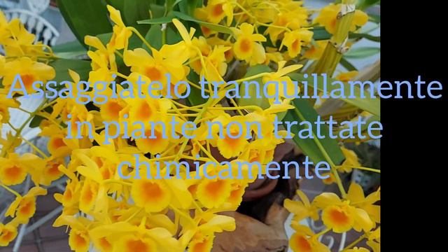 Dendrobium Chrysotoxum coltivazione in casa смотреть онлайн