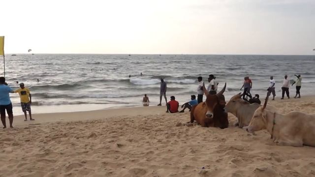 Телячьи нежности смотреть онлайн