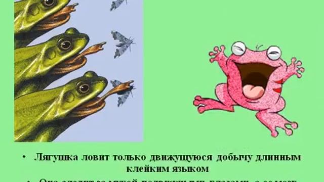 Внутреннее строение лягушки.AVI смотреть онлайн