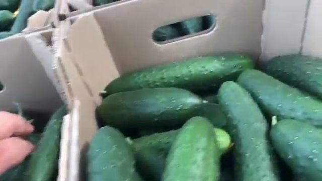 Огурцы оптом грунт смотреть онлайн