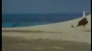 Альбатросы не умеют приземлятся