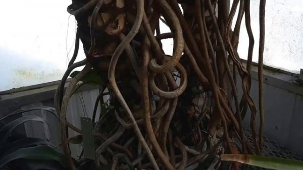 РАСТУТ ЛИ НА АЛЯСКЕ ПАЛЬМЫ? США. Анкоридж.WHETHER GROW in ALASKA of Palm trees? USA. Anchorage.