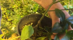 Формирование кроны лимона подробно